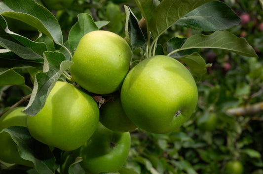 Apple "Granny Smith" Potted (3 Gal)