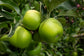 Apple "Granny Smith"