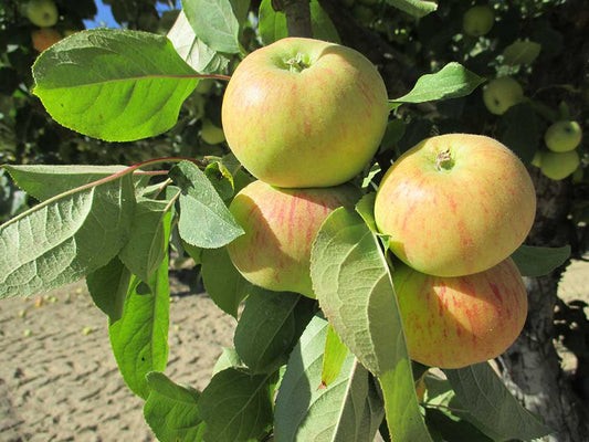 Apple "Gravenstine" Potted (3 Gal)