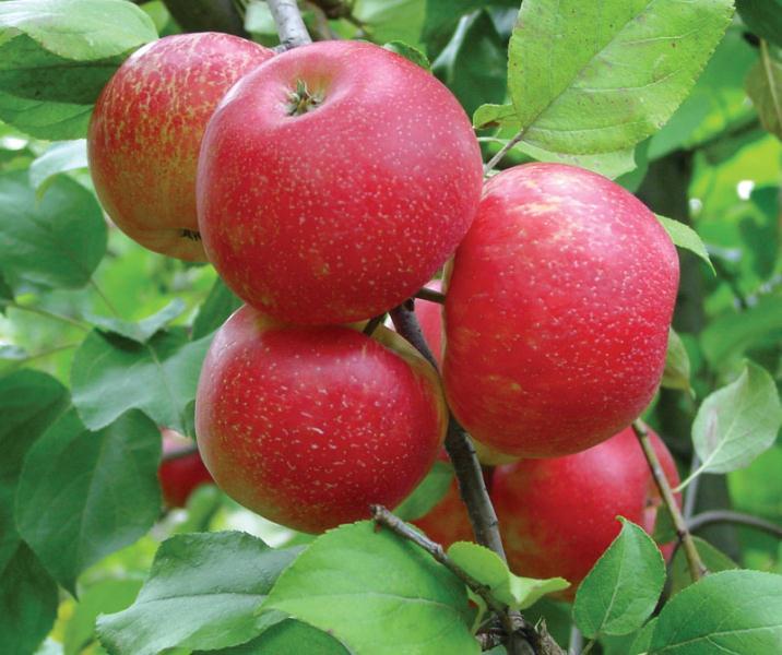 4. Eating Apples