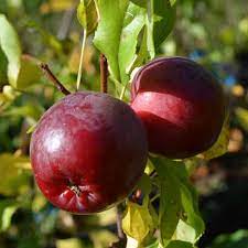 Kerr Mini Apple 1. All Apple Trees – Similkameen Nurseries Ltd.