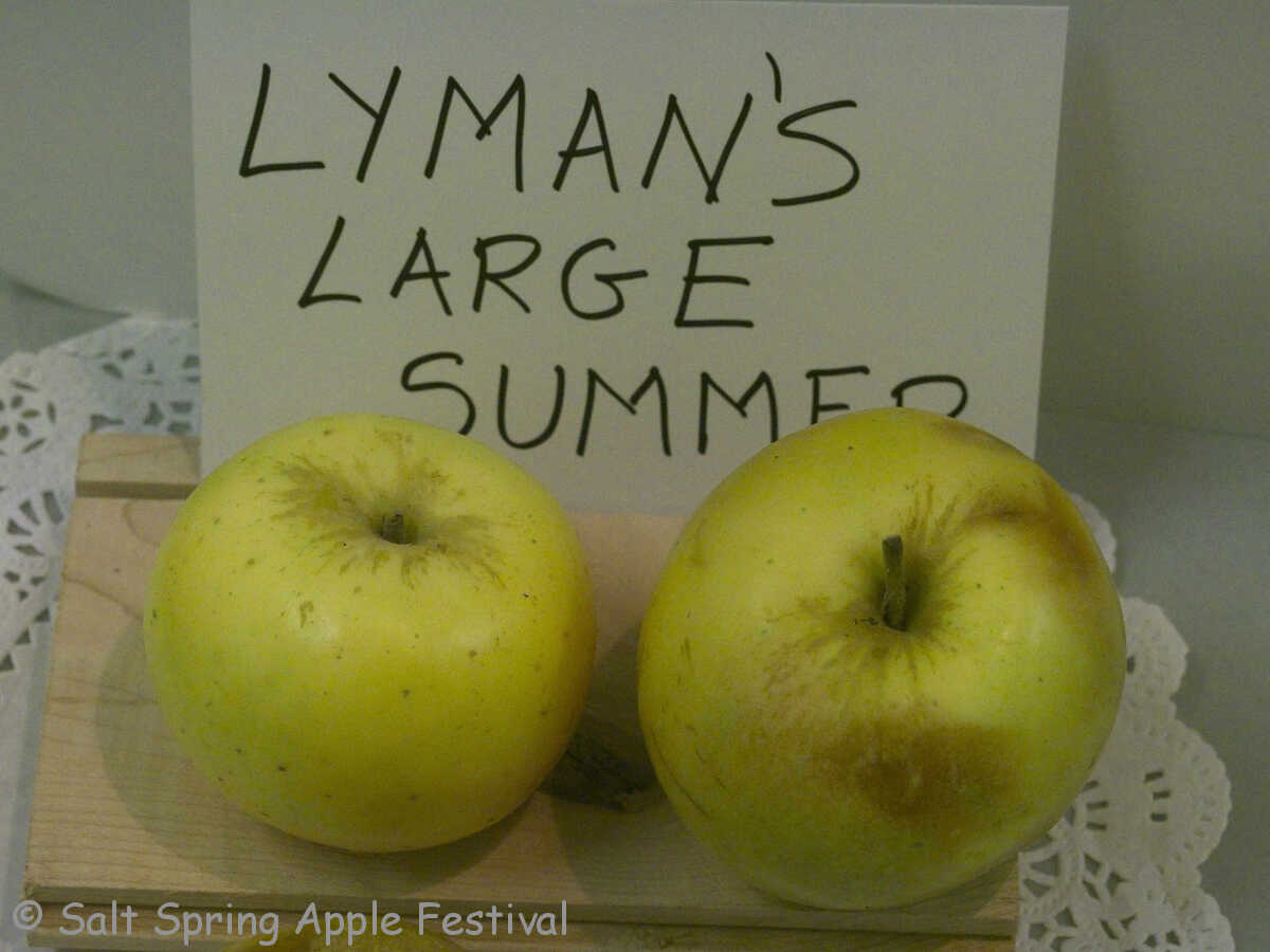 Apple "Lyman's Large Summer"