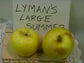 Apple "Lyman's Large Summer"