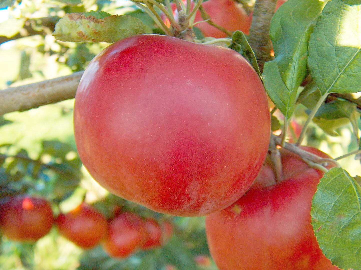 Apple "Summerland Red Mac"