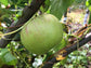 Apple "Muscadet de Dieppe"