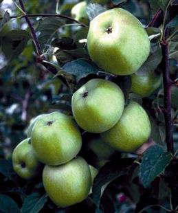 Apple "Newtown" Potted (3 Gal)