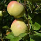 Apple "Calville Blanc d'Hiver"
