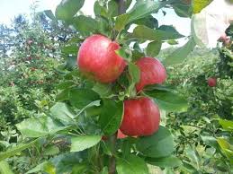 Apple "Cripps Pink" (Pink Lady™)