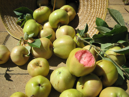 Apple "Pink Pearl"