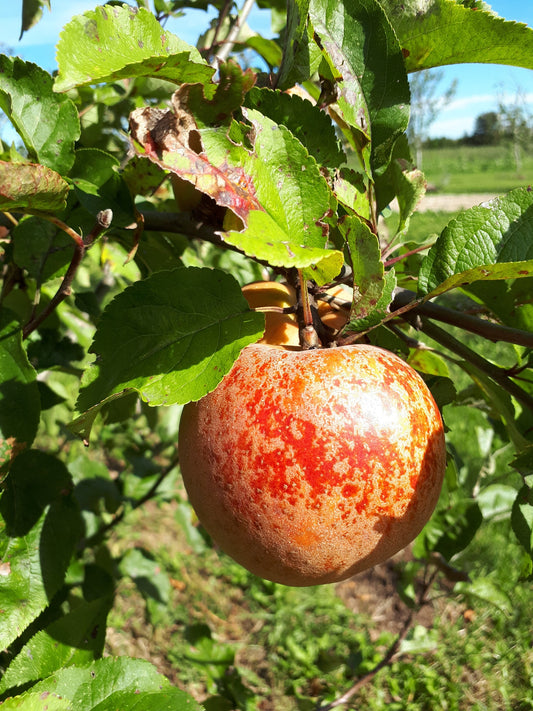 Apple "Roxbury Russet"