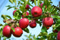 Apple "Stayman Winesap"