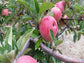 Apple "Winesap" Potted (3 Gal)