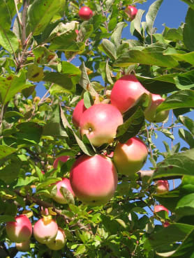 Apple "Winter Banana"