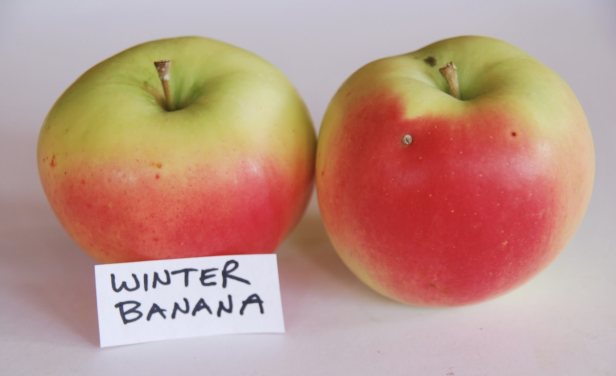 Apple "Winter Banana" Potted (3 Gal)