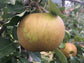 Apple "Zabergau Reinette"