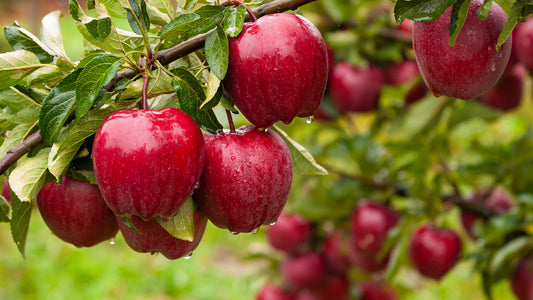 Apple "Red Delicious"